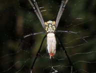 páření pavouků Nephila (nepřehlédněte samce; Západní Papua, Indonézie)
